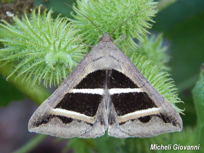 Grammodes bifasciata